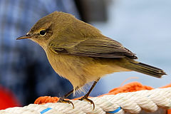 Елов певец  (Phylloscopus collybita)
